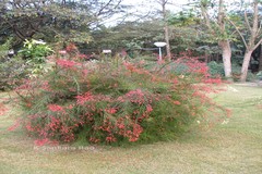 Russelia equisetiformis